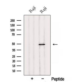 Invitrogen SAB Polyclonal Antibody 100 &mu;L; Unconjugated:Antibodies,