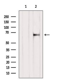 Invitrogen SLC19A3 Polyclonal Antibody 100 &mu;L; Unconjugated:Antibodies,