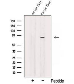 Invitrogen SLC19A3 Polyclonal Antibody 100 &mu;L; Unconjugated:Antibodies,