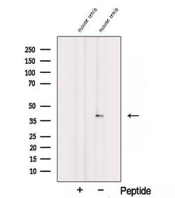 Invitrogen SPATA22 Polyclonal Antibody 100 &mu;L; Unconjugated:Antibodies,