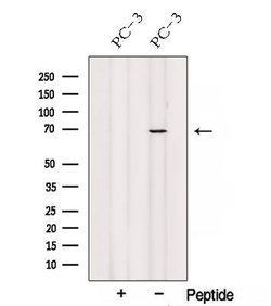 SPATA7 Polyclonal Antibody:Antibodies, Polyclonal