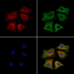 Invitrogen SPRR3 Polyclonal Antibody 100 &mu;L; Unconjugated:Antibodies,
