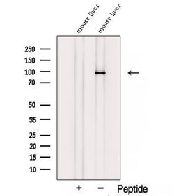 Invitrogen STRA6 Polyclonal Antibody 100 &mu;L; Unconjugated:Antibodies,
