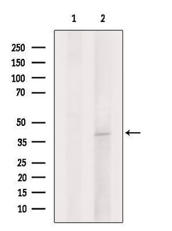 Invitrogen Syntaxin 4 Polyclonal Antibody 100 &mu;L | Buy Online | Invitrogen&trade; | Fisher Scientific