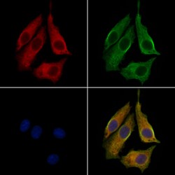 Invitrogen STX7 Polyclonal Antibody 100 &mu;L; Unconjugated:Antibodies,