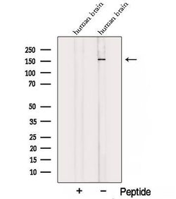 Invitrogen TALPID3 Polyclonal Antibody 100 &mu;L; Unconjugated:Antibodies,