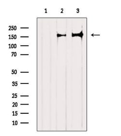 Invitrogen TALPID3 Polyclonal Antibody 100 &mu;L; Unconjugated:Antibodies,