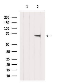 Invitrogen TDRKH Polyclonal Antibody 100 &mu;L; Unconjugated:Antibodies,