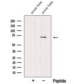 Invitrogen TDRKH Polyclonal Antibody 100 &mu;L; Unconjugated:Antibodies,