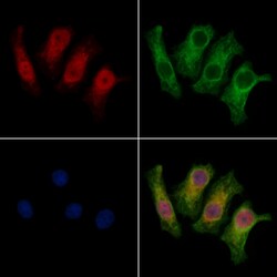 Invitrogen THAP2 Polyclonal Antibody 100 &mu;L | Buy Online | Invitrogen&trade; | Fisher Scientific