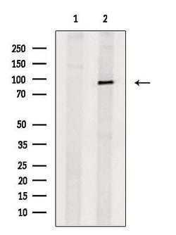 Invitrogen TRPC1 Polyclonal Antibody 100 &mu;L; Unconjugated:Antibodies,
