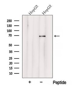 Invitrogen™ VPS33A Polyclonal Antibody