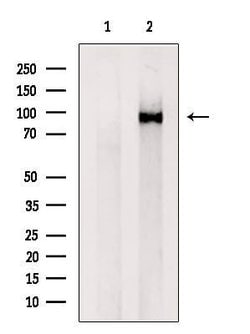 Invitrogen VPS35 Polyclonal Antibody 100 &mu;L; Unconjugated:Antibodies,