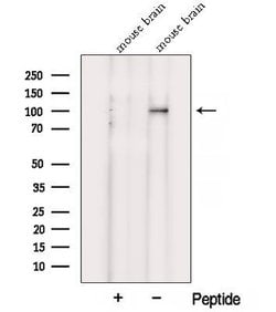 Invitrogen VPS39 Polyclonal Antibody 100 &mu;L; Unconjugated:Antibodies,