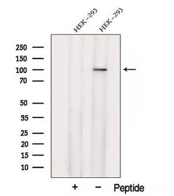 Invitrogen XAB2 Polyclonal Antibody 100 &mu;L; Unconjugated:Antibodies,