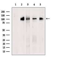 Invitrogen XAB2 Polyclonal Antibody 100 &mu;L; Unconjugated:Antibodies,