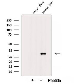 Invitrogen AFMID Polyclonal Antibody 100 &mu;L; Unconjugated:Antibodies,