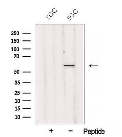 Invitrogen AJUBA Polyclonal Antibody 100 &mu;L; Unconjugated:Antibodies,
