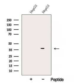 Invitrogen AKR7A3 Polyclonal Antibody 100 &mu;L; Unconjugated:Antibodies,