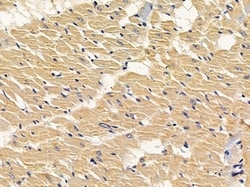 Invitrogen alpha Amylase 2B Polyclonal Antibody 100 &mu;L; Unconjugated:Antibodies,
