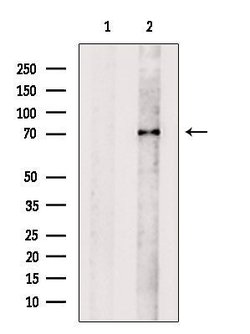 Invitrogen alpha Amylase 2B Polyclonal Antibody 100 &mu;L; Unconjugated:Antibodies,