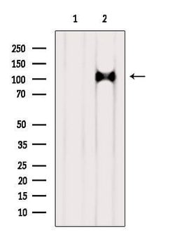 Invitrogen AP3D1 Polyclonal Antibody 100 &mu;L; Unconjugated:Antibodies,