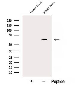 Invitrogen NAE1 Polyclonal Antibody 100 &mu;L; Unconjugated:Antibodies,