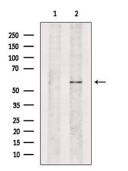 Invitrogen NAE1 Polyclonal Antibody 100 &mu;L; Unconjugated:Antibodies,