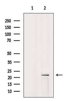 Invitrogen ARL7 Polyclonal Antibody 100 &mu;L; Unconjugated:Antibodies,