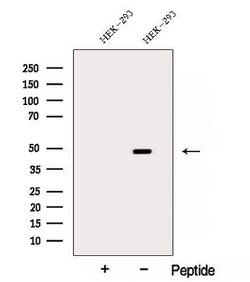 ARP2 Polyclonal Antibody:Antibodies, Polyclonal