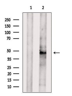 ARP2 Polyclonal Antibody:Antibodies, Polyclonal