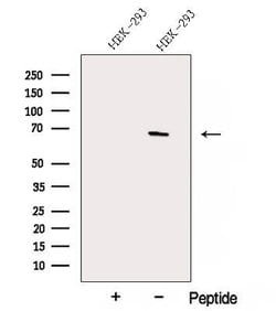 Invitrogen ACTR5 Polyclonal Antibody 100 &mu;L; Unconjugated:Antibodies,