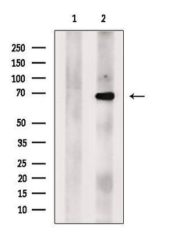 Invitrogen ACTR5 Polyclonal Antibody 100 &mu;L; Unconjugated:Antibodies,