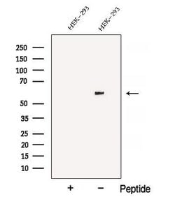 Invitrogen ATL3 Polyclonal Antibody 100 &mu;L | Buy Online | Invitrogen&trade; | Fisher Scientific