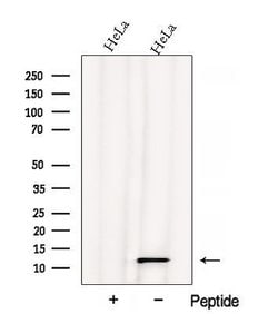 Invitrogen ATPIF1 Polyclonal Antibody 100 &mu;L; Unconjugated:Antibodies,