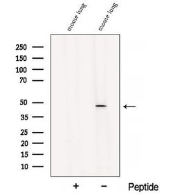 Invitrogen B3GNT3 Polyclonal Antibody 100 &mu;L; Unconjugated:Antibodies,