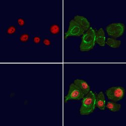 Invitrogen BANP Polyclonal Antibody 100 &mu;L; Unconjugated:Antibodies,