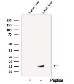 Invitrogen BEX1/BEX2 Polyclonal Antibody 100 &mu;L; Unconjugated:Antibodies,