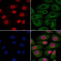 Invitrogen BHLHB5 Polyclonal Antibody 100 &mu;L; Unconjugated:Antibodies,