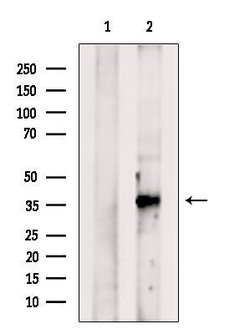 Invitrogen BHLHB5 Polyclonal Antibody 100 &mu;L; Unconjugated:Antibodies,
