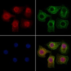 Invitrogen BRD2 Polyclonal Antibody 100 &mu;L; Unconjugated:Antibodies,