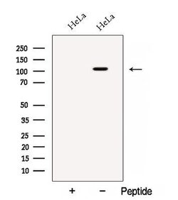 Invitrogen BRD2 Polyclonal Antibody 100 &mu;L; Unconjugated:Antibodies,