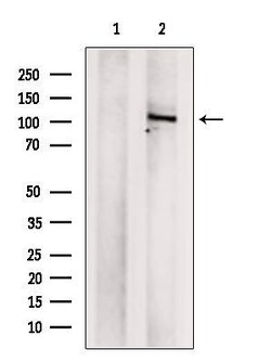 Invitrogen BRD2 Polyclonal Antibody 100 &mu;L; Unconjugated:Antibodies,