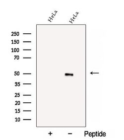 Invitrogen BZW2 Polyclonal Antibody 100 &mu;L; Unconjugated:Antibodies,