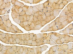 Invitrogen C13orf18 Polyclonal Antibody 100 &mu;L; Unconjugated:Antibodies,