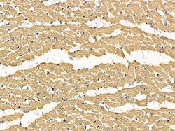 Invitrogen C13orf18 Polyclonal Antibody 100 &mu;L; Unconjugated:Antibodies,