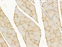 Invitrogen C13orf18 Polyclonal Antibody 100 &mu;L; Unconjugated:Antibodies,
