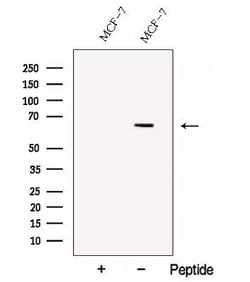 Invitrogen C13orf18 Polyclonal Antibody 100 &mu;L; Unconjugated:Antibodies,