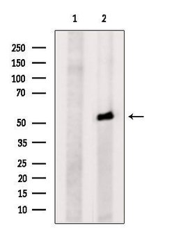 Invitrogen C13orf18 Polyclonal Antibody 100 &mu;L; Unconjugated:Antibodies,