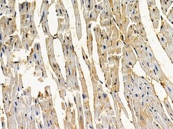 Invitrogen C14orf39 Polyclonal Antibody 100 &mu;L; Unconjugated:Antibodies,